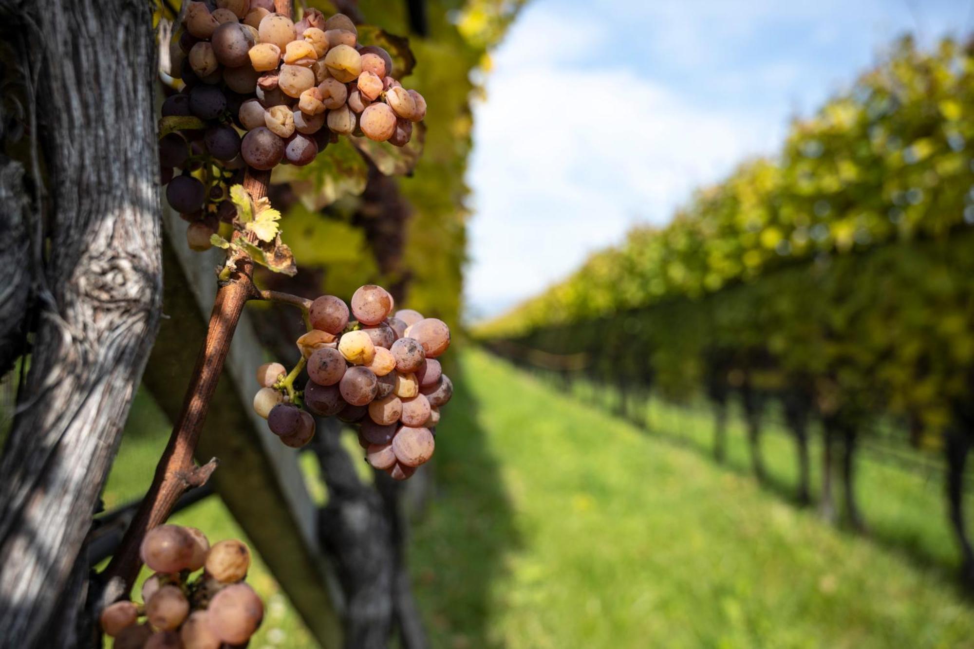 Hotel Girlanerhof Appiano Sulla Strada Del Vino Dış mekan fotoğraf